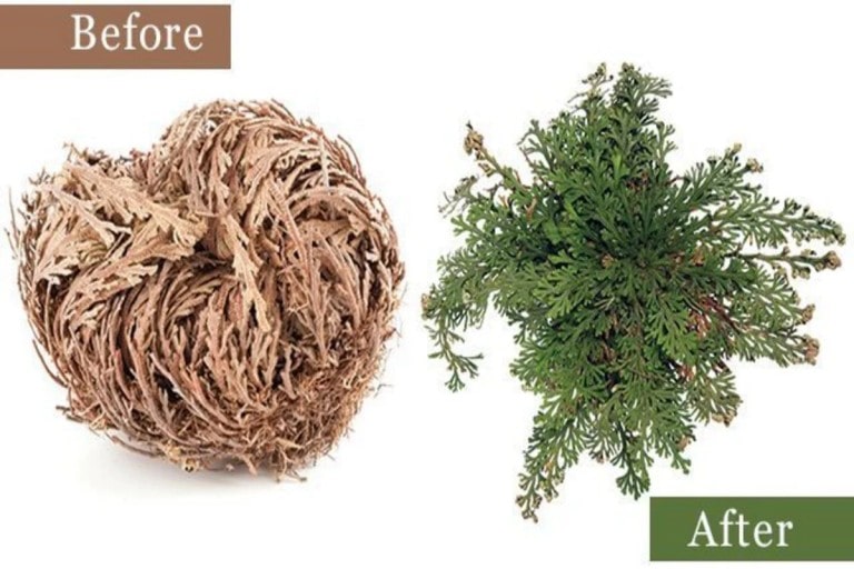 the Rose of Jericho care