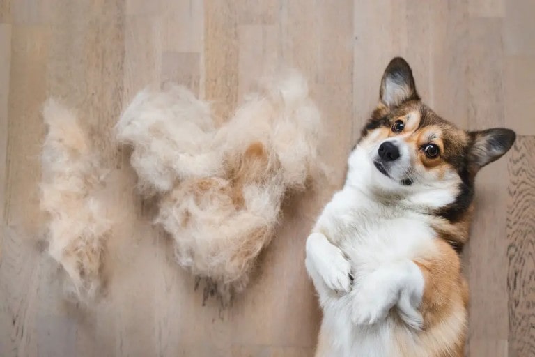 Can Corgis Shed Too Much