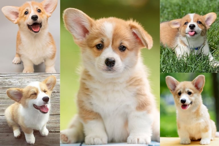 What Are the Costs of Owning a Corgi